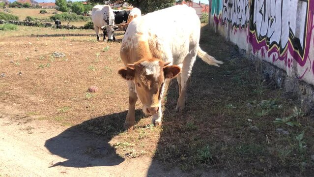 Vacas pastando dentro de un cercado