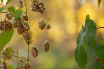 Hop Plant with Green Leaves