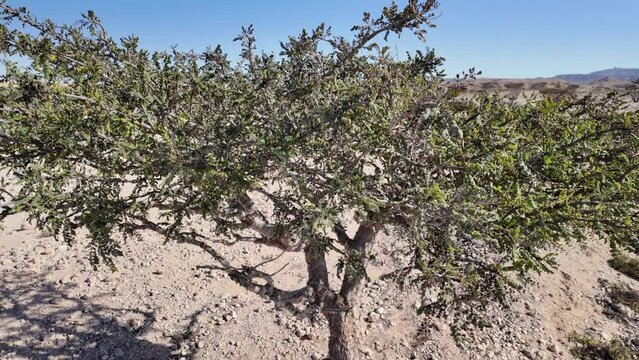 top view of Frankincense Trees in Wadi Dawkah Park Oman,recognized for their historical importance as UNESCO Site. significance of this natural park where ancient groves of Frankincense Trees flourish