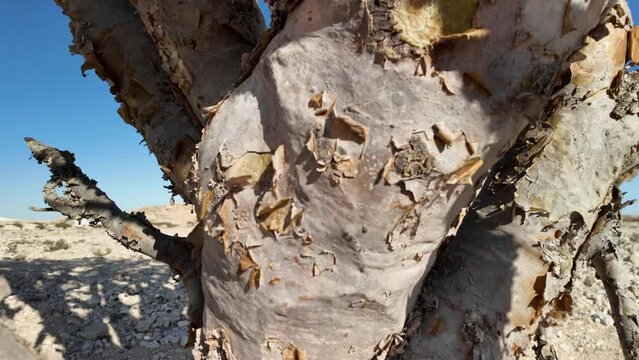 Close-up of aromatic resin of the Frankincense Tree, a centuries-old symbol of Oman's cultural heritage and trade legacy. Wadi Dawkah Natural Park.