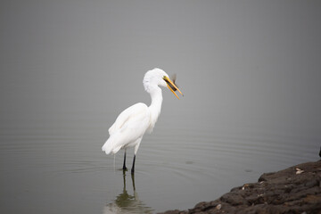 Great egret at the Alviso Marina County Park