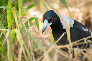 The Australian magpie is a black and white passerine bird native to Australia and southern New Guinea, and introduced to New Zealand, and the Fijian island of Taveuni.