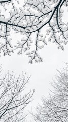 Close up of a tree covered in snow, winter background