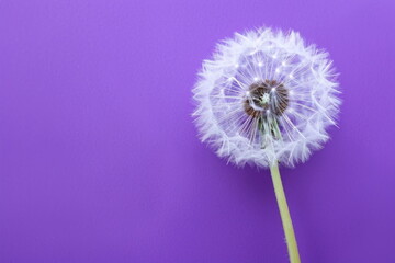 dandelion on purple background, flower for wallpaper