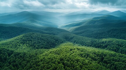 A vast green forest viewed from above, with layers of trees stretching into the distance