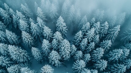 A misty pine forest from above, covered in a light layer of frost, creating a winter wonderland effect