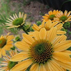 日本で六月にエキナセアが黄色の花を咲かせています