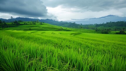 Green rice fields in the countryside Aceh Indonesia : Generative AI