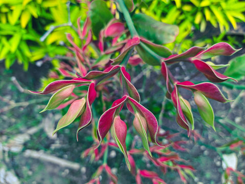 Pedilanthus Bracteatus ornamental plant. Cucak Rowo in Indonesia