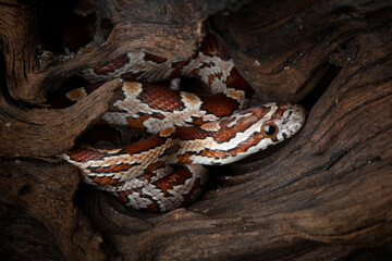 Okeetee Corn Snakes (Elaphe guttata guttata) is a non-venomous snake native to North America.  