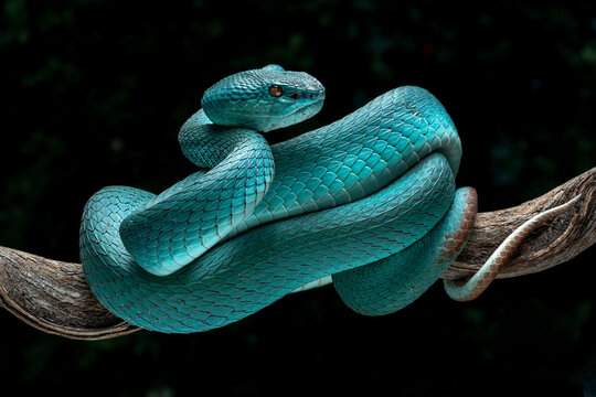 Blue White-lipped Pit Viper (Trimeresurus insularis) is venomous pit viper and endemic species in Indonesia.