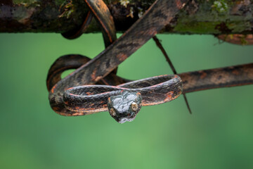 Boiga bengkuluensis is a new and rare species of snake of the family Colubridae. The snake is found in Indonesia (Sumatra and Bengkulu Province).