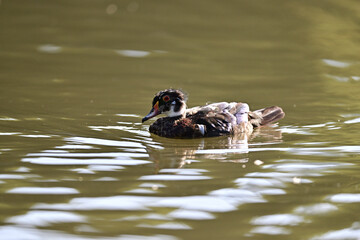 Wood Duck aka Aix sponsa - Neary Lagoon Park, Santa Cruz