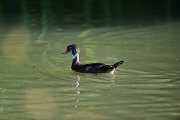 Wood Duck aka Aix sponsa - Neary Lagoon Park, Santa Cruz