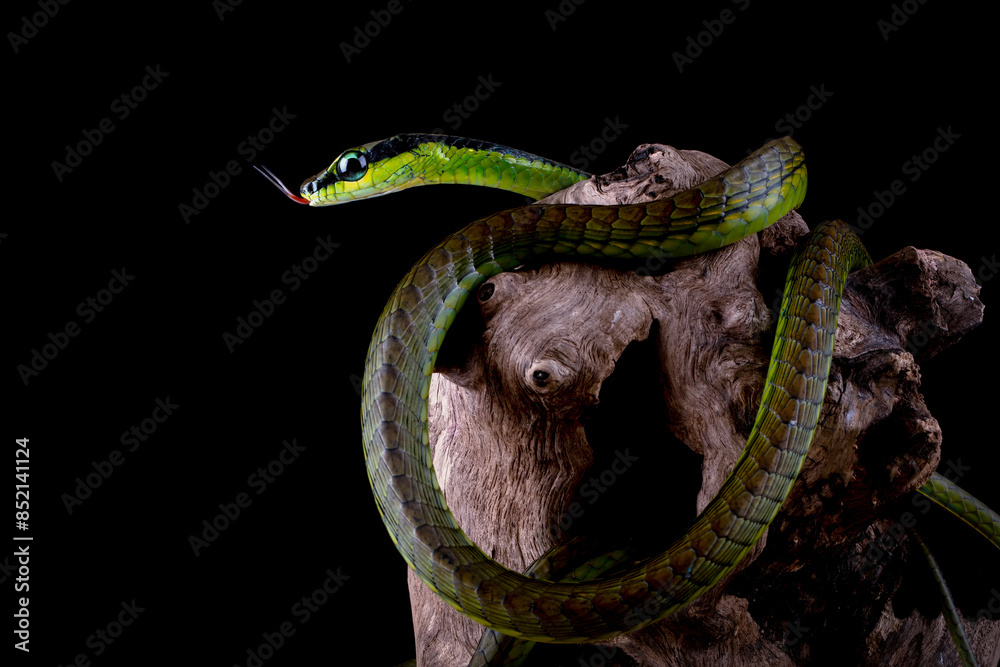 Wall mural dendrelaphis formosus or elegant bronzeback is a slim snake native to indonesia and malaysia.