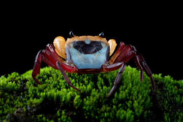 Lepidothelphusa menneri (Three-colored Crab) has a very distinctive tri-coloured pattern. The Crab is reported from Indonesian Borneo for the first time in January 2024 (new species).
