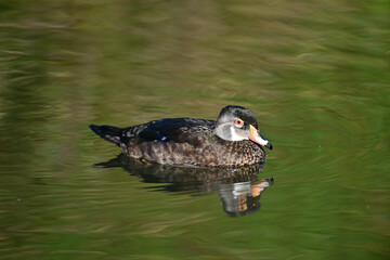 Wood Duck aka Aix sponsa - Neary Lagoon Park, Santa Cruz