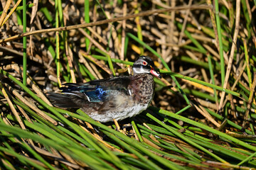 Wood Duck aka Aix sponsa - Neary Lagoon Park, Santa Cruz