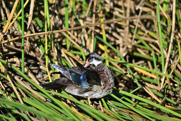 Wood Duck aka Aix sponsa - Neary Lagoon Park, Santa Cruz