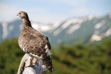 A snow grouse (ptarmigan, female) / ライチョウ(初夏の北アルプス) @槍穂高連峰～表銀座縦走路，穂高連山トレッキングコース)