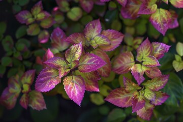 A detailed view of a plant displaying purple and green leaves