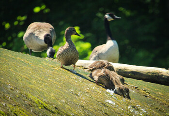 Ducks together next to the lake.