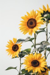 Obraz premium flower Photography, Helianthus annuus, copy space on right, Close up view, Isolated on white Background