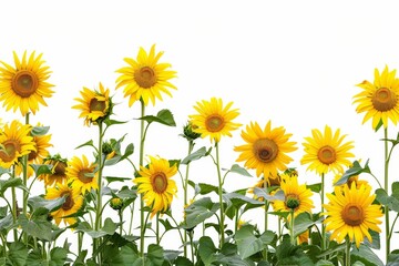flower Photography, Helianthus annuus, copy space on right, Close up view, Isolated on white Background