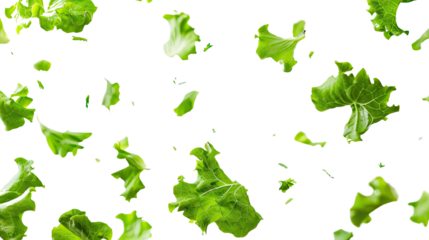 Flying lettuce on a transparent background