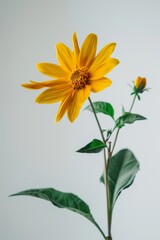 flower Photography, Helianthus annuus Giant Sungold, copy space on right, Close up view, Isolated on white Background