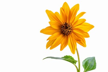 flower Photography, Helianthus annuus Giant Sungold, copy space on right, Close up view, Isolated on white Background