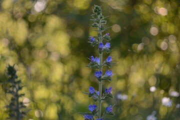 Obraz premium Blooming wildflowers, walking in the fields.