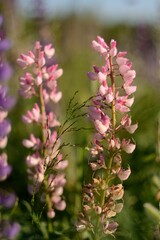 Blooming wildflowers, walking in the fields.