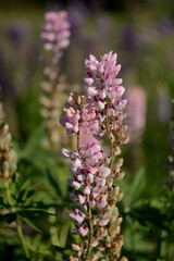Blooming wildflowers, walking in the fields.