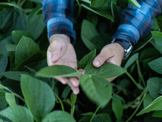 person picking up a plant