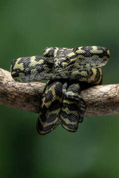 The Jungle Carpet Python (Morelia spilota cheynei) is a striking and popular python species native to the rainforests of Australia and Papua New Guinea.