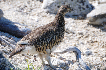 Obraz premium A snow grouse (a rock ptarmigan) / ライチョウ(初夏の北アルプス) @槍穂高連峰～表銀座縦走路，穂高連山トレッキングコース)