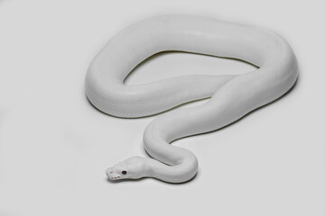 The Leucistic (White) Ball Python morph (Python regius) is an impressive and striking animal.