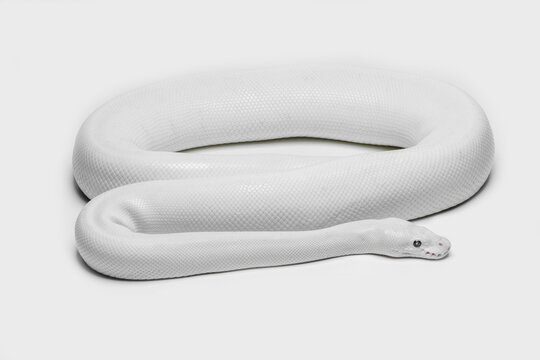The Leucistic (White) Ball Python morph (Python regius) is an impressive and striking animal.