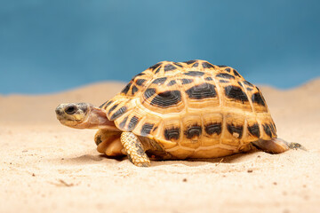 The Spider Tortoise (Pyxis arachnoides) is native to Madagascar.