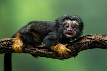 The Red Handed Tamarin or Golden-handed Tamarin or Midas Tamarin (Saguinus midas), is a New World Monkey native to South America.