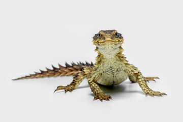 The Sungazer (Smaug giganteus) is a species of lizard from sub-Saharan Africa.