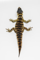 The Sungazer (Smaug giganteus) is a species of lizard from sub-Saharan Africa.