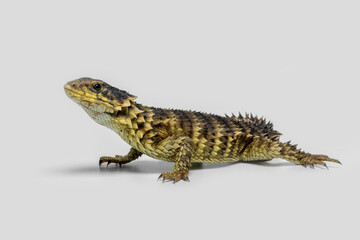 The Sungazer (Smaug giganteus) is a species of lizard from sub-Saharan Africa.
