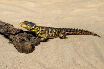 The Sungazer (Smaug giganteus) is a species of lizard from sub-Saharan Africa.