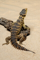 The Sungazer (Smaug giganteus) is a species of lizard from sub-Saharan Africa.