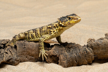 Fototapeta premium The Sungazer (Smaug giganteus) is a species of lizard from sub-Saharan Africa.