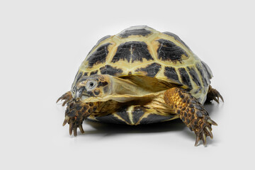 The Russian Tortoise (Testudo horsfieldii) is endemic to Central Asia. 