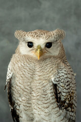 The Barred Eagle-owl (Bubo sumatranus) is a species of eagle owl native to Sumatra island in Indonesia.