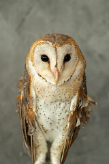 The Barn Owl (Tyto alba) is also known as the Common Barn Owl.